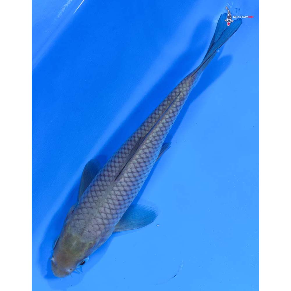 5.5” Imported Soragoi
