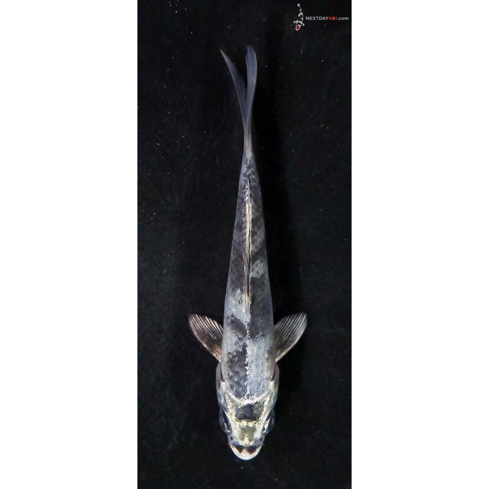 4” Imported Gin Shiro Utsuri