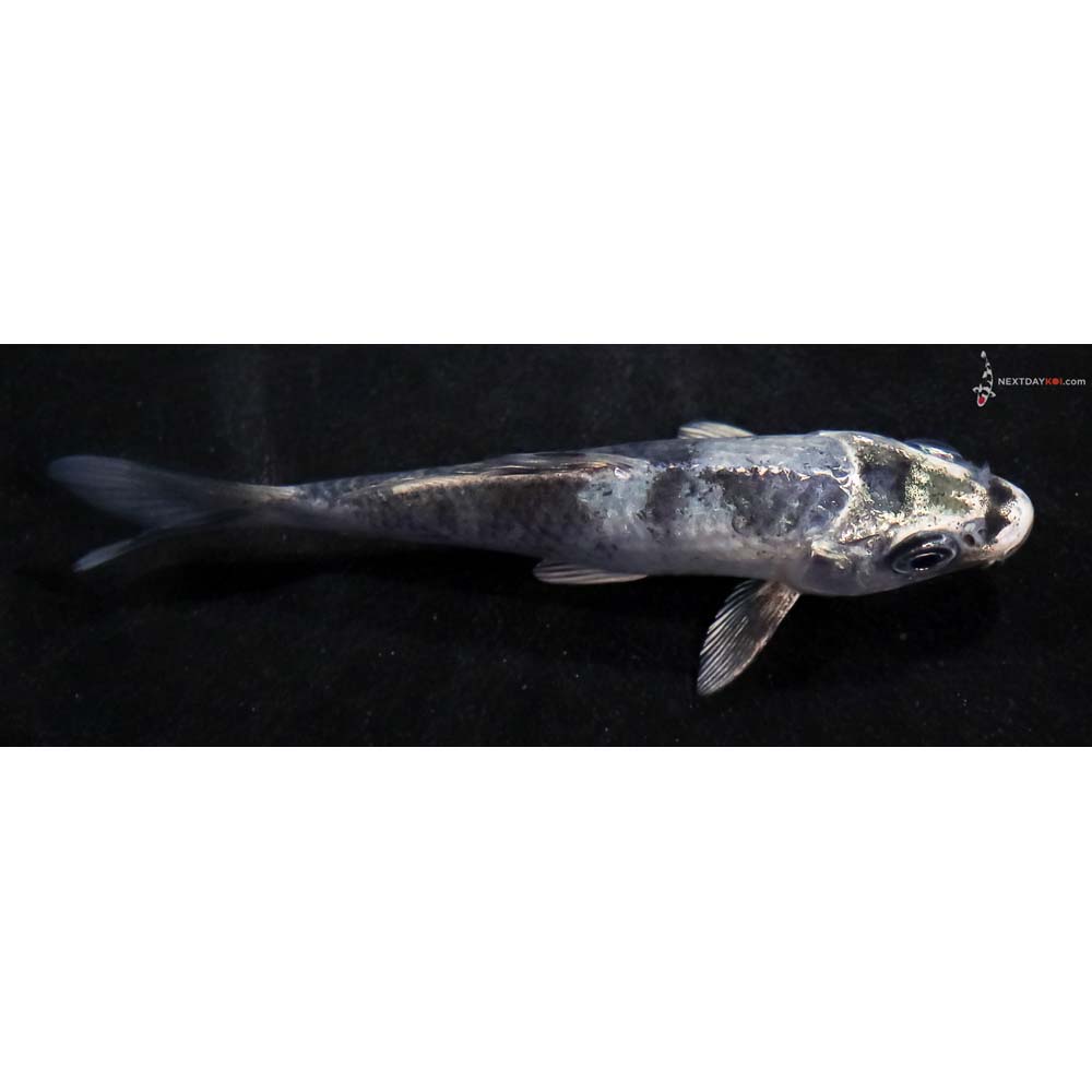 4” Imported Gin Shiro Utsuri