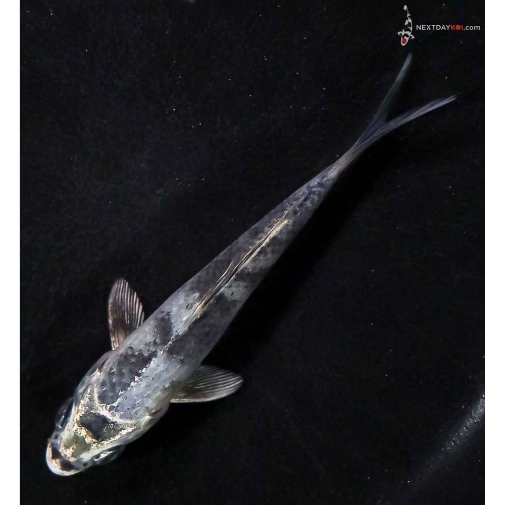 4” Imported Gin Shiro Utsuri