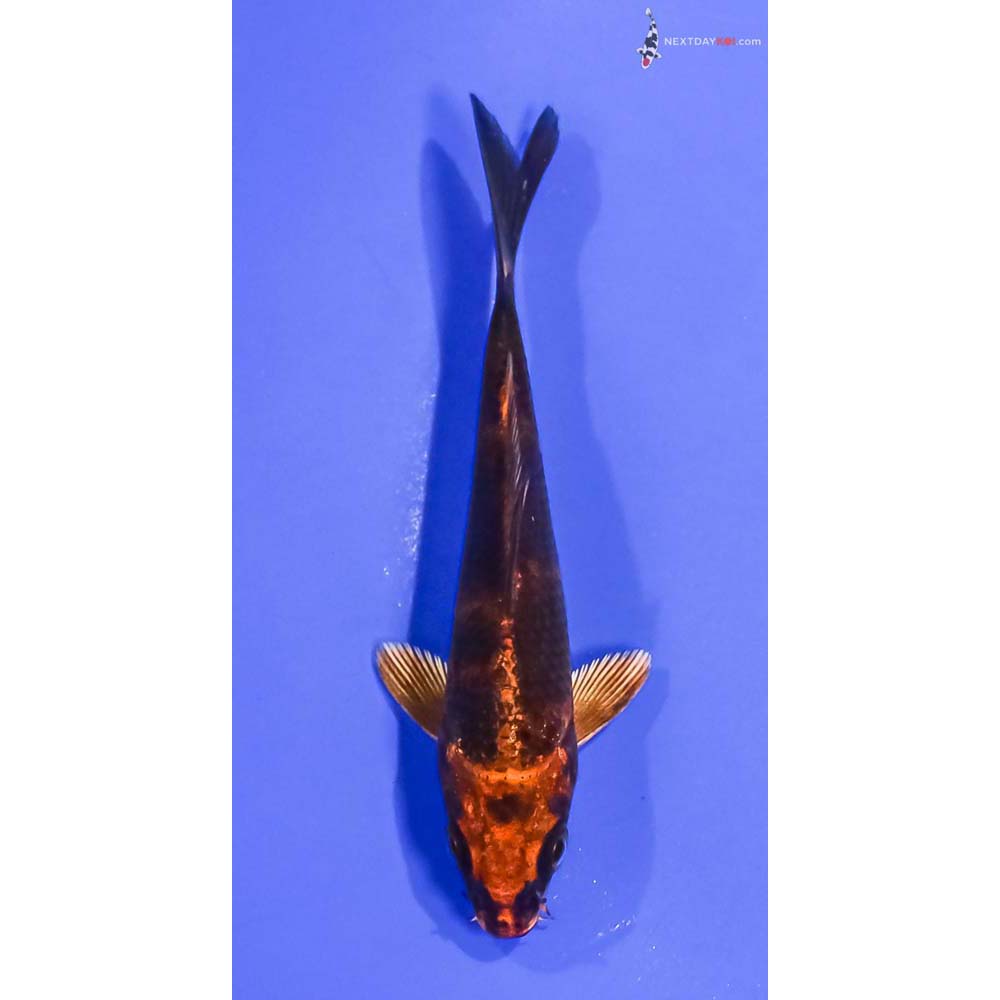 4” Imported Kin Hi Utsuri