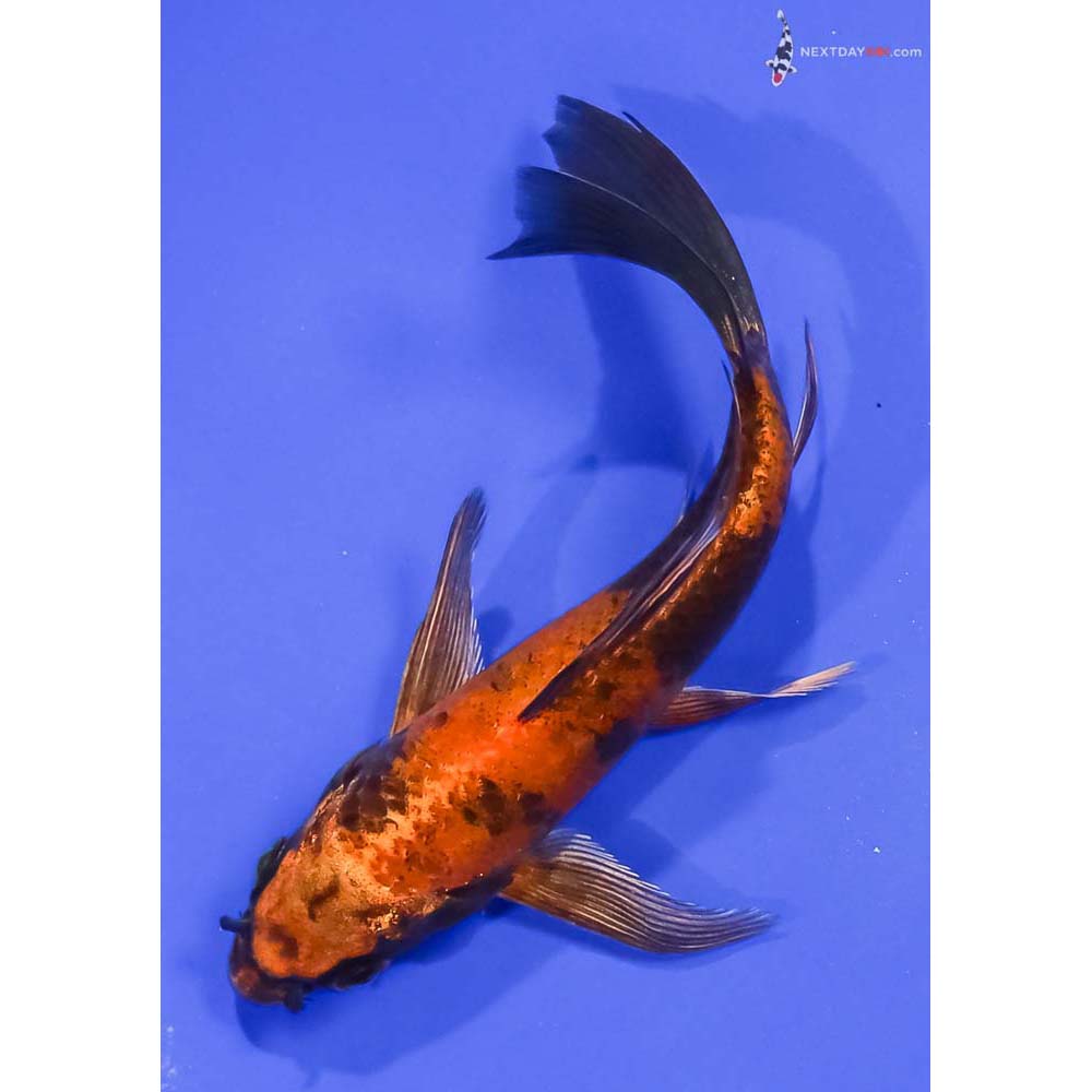 5.5” Imported Kin Hi Utsuri Butterfly Koi