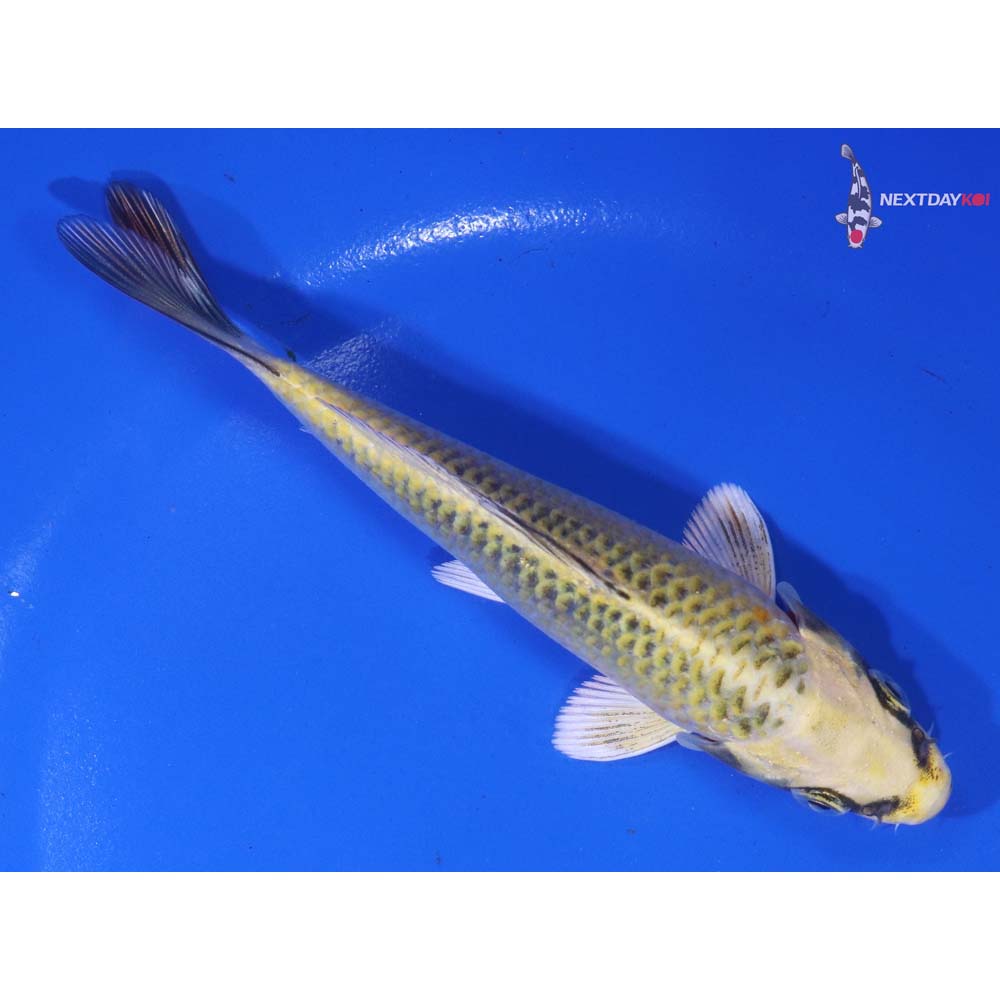 5” Imported Ki Matsuba