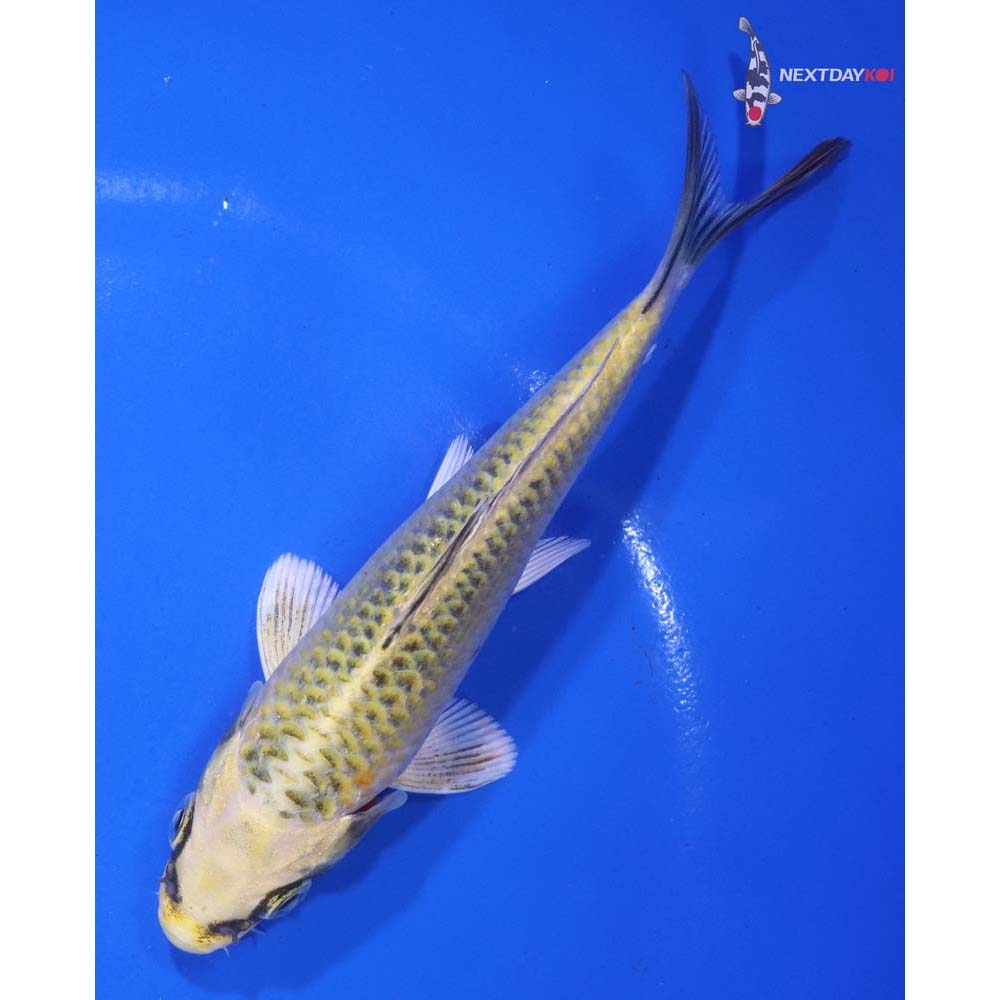 5” Imported Ki Matsuba