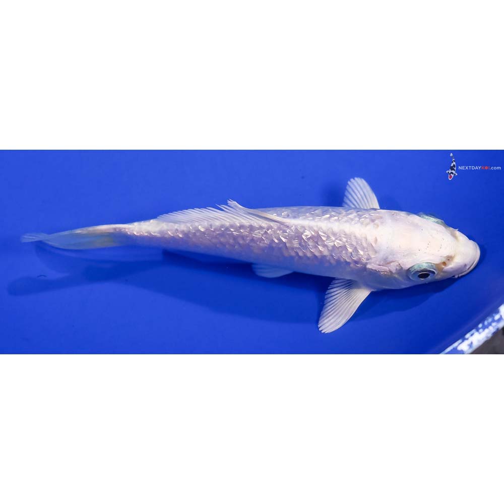 5” Imported Gin Rin Platinum Ogon