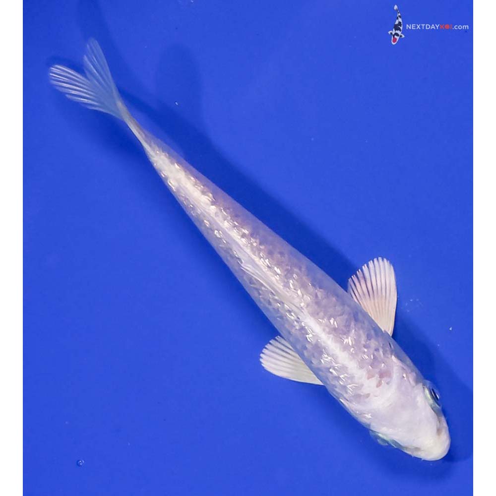 5” Imported Gin Rin Platinum Ogon
