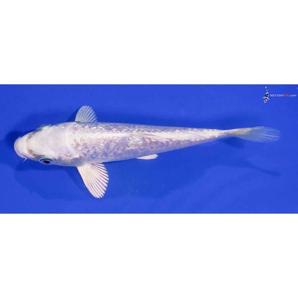 5” Imported Gin Rin Platinum Ogon
