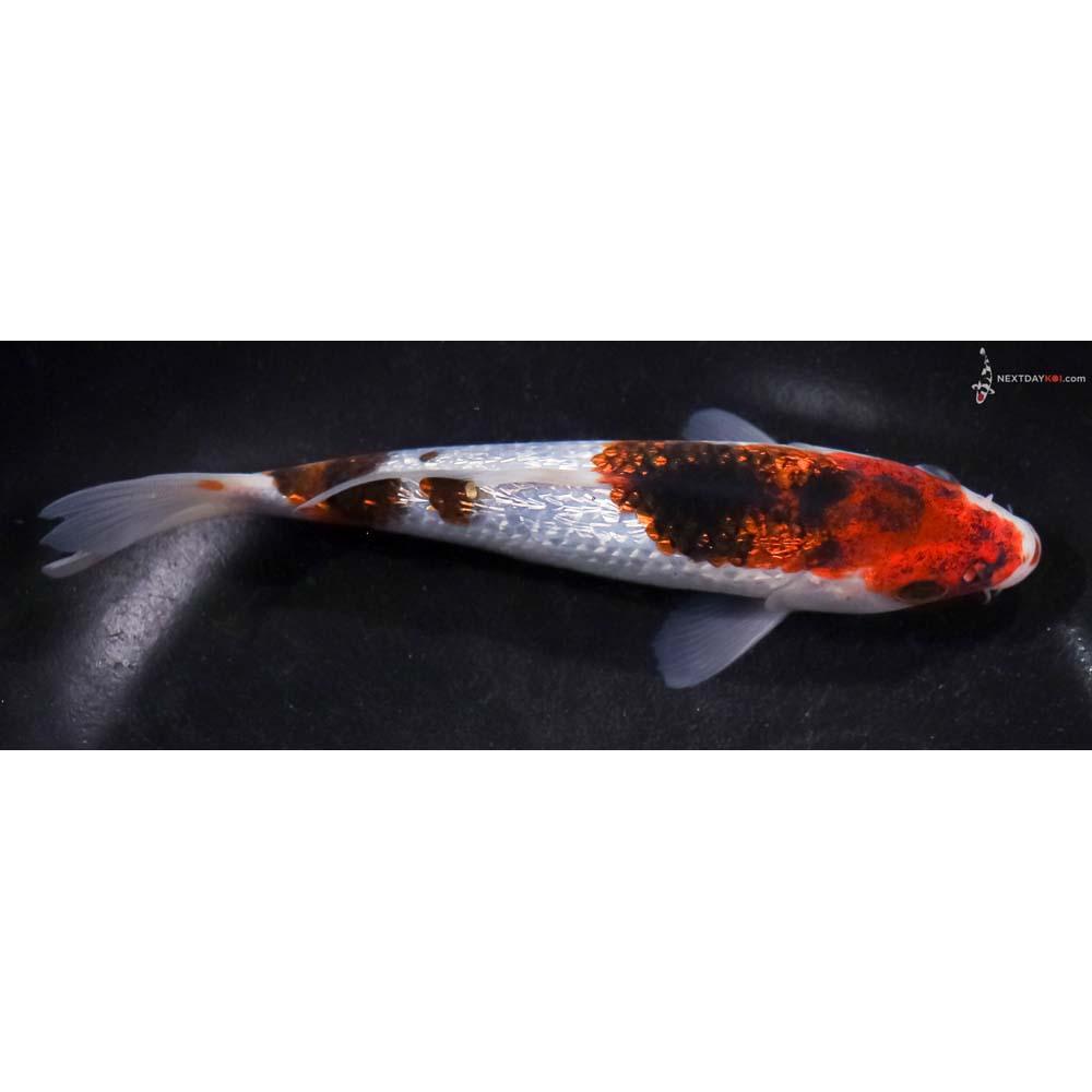 6” Imported Gin Rin Goromo