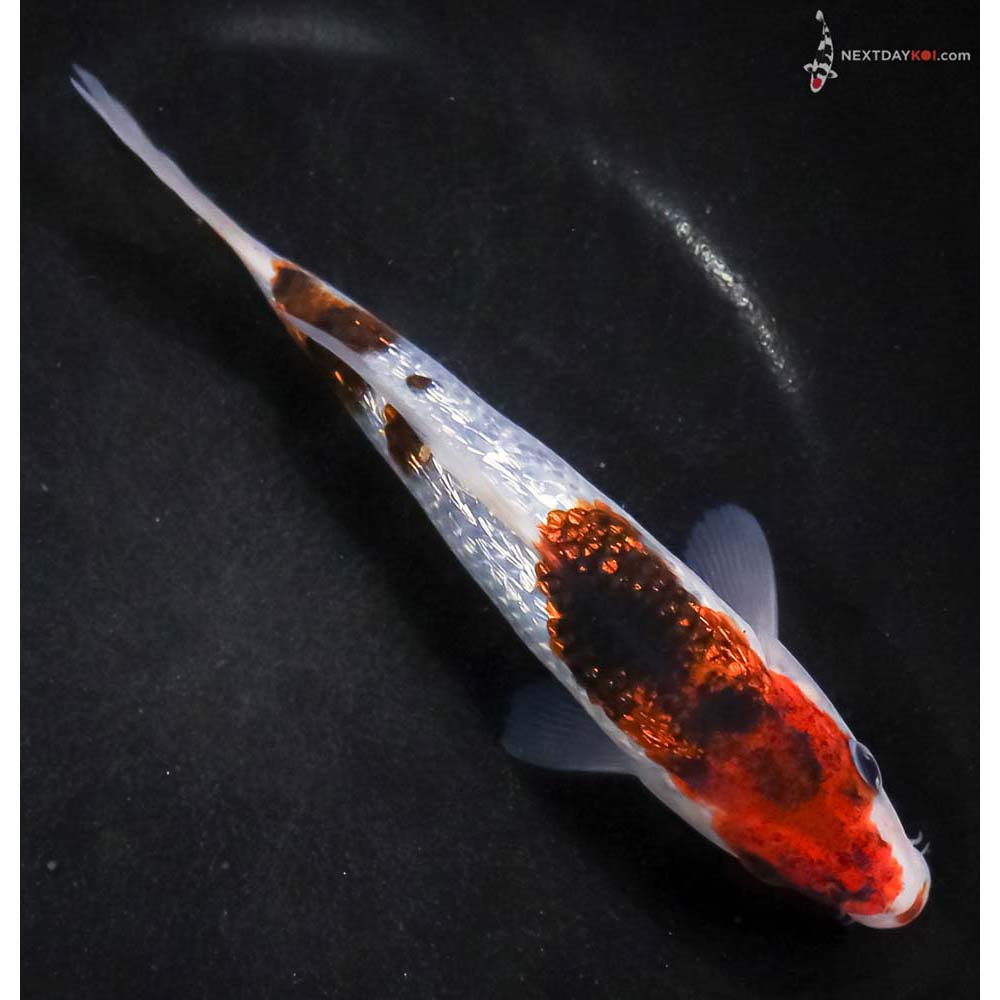 6” Imported Gin Rin Goromo
