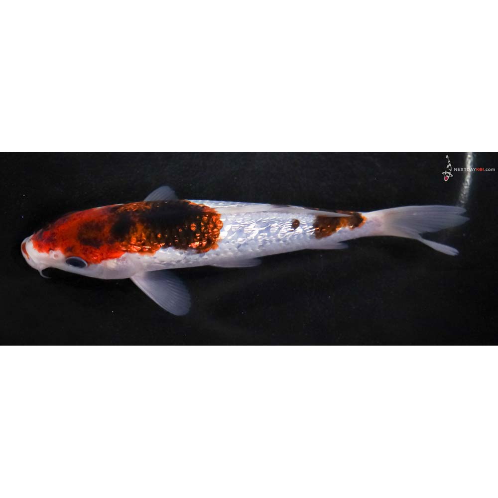 6” Imported Gin Rin Goromo