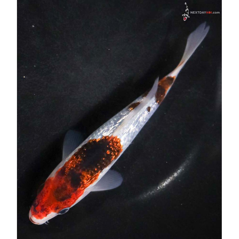 6” Imported Gin Rin Goromo