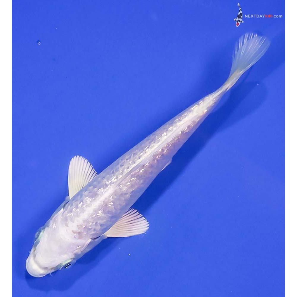 5” Imported Gin Rin Platinum Ogon
