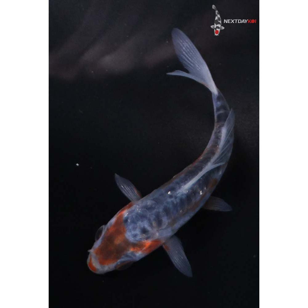 3” Imported Shusui Butterfly Koi