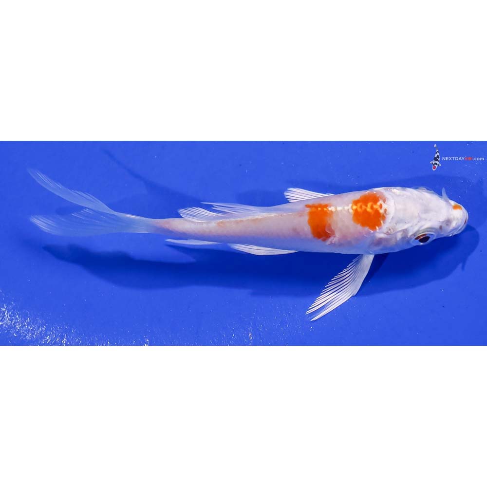 3.5” Imported Hariwake Butterfly Koi