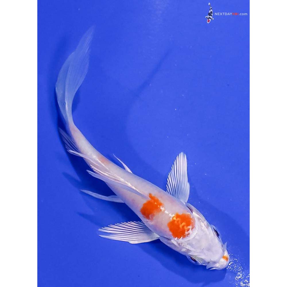 3.5” Imported Hariwake Butterfly Koi