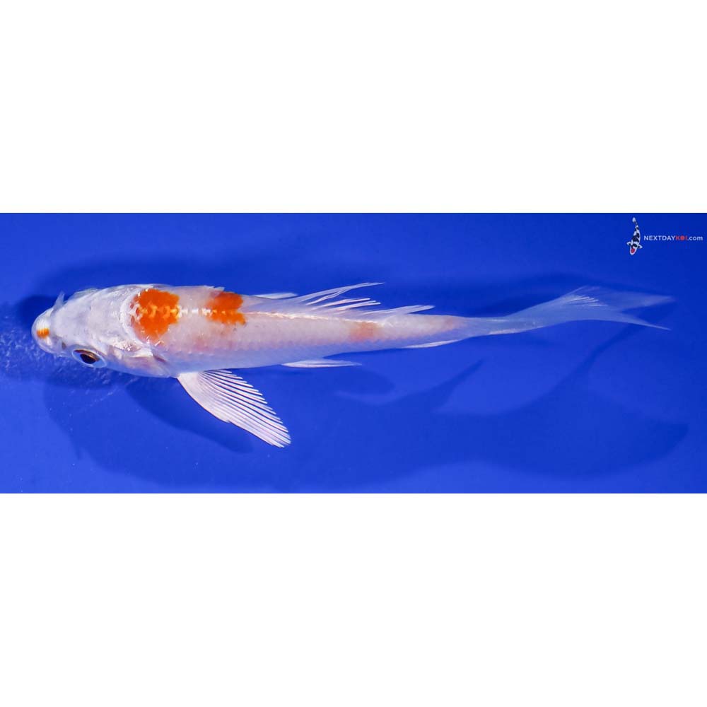 3.5” Imported Hariwake Butterfly Koi