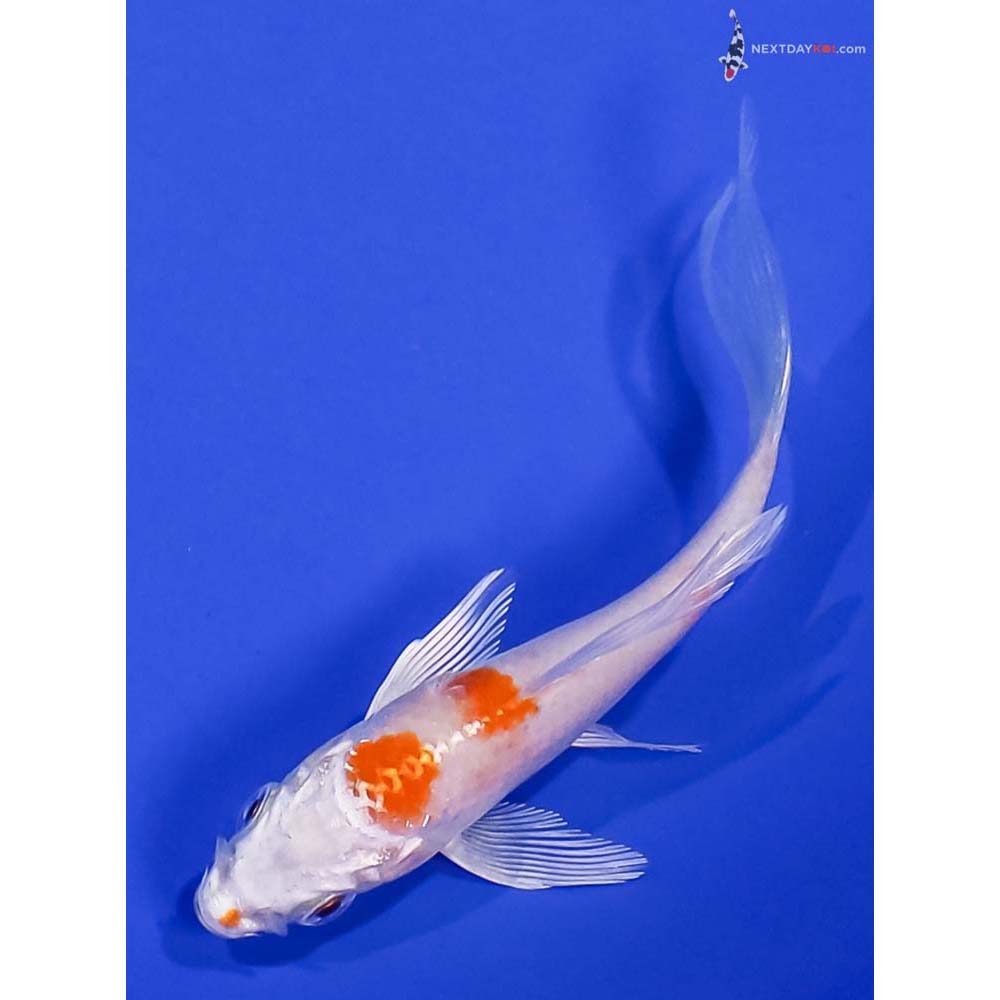 3.5” Imported Hariwake Butterfly Koi