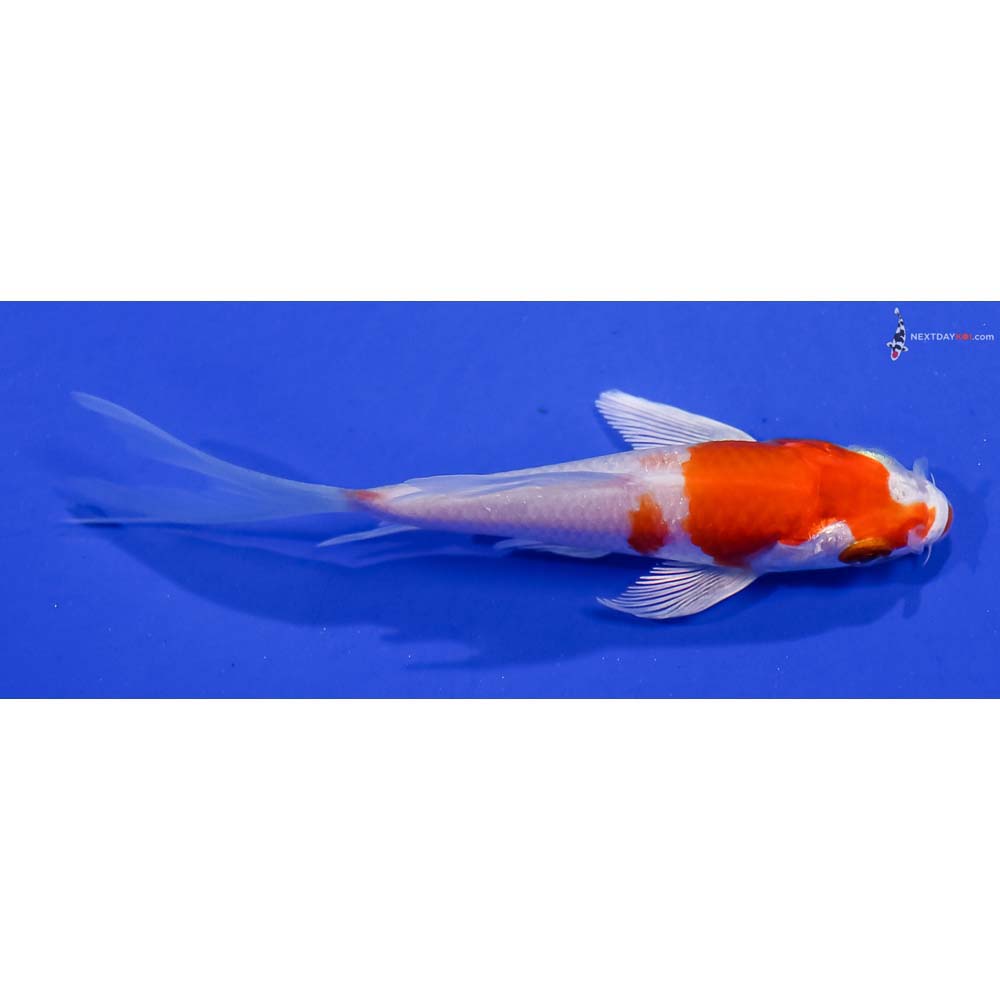 3.5” Imported Hariwake Butterfly Koi