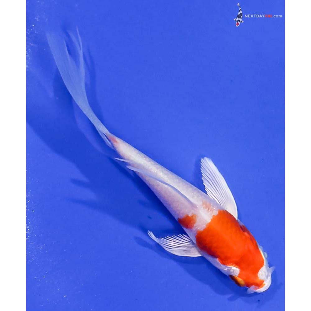 3.5” Imported Hariwake Butterfly Koi