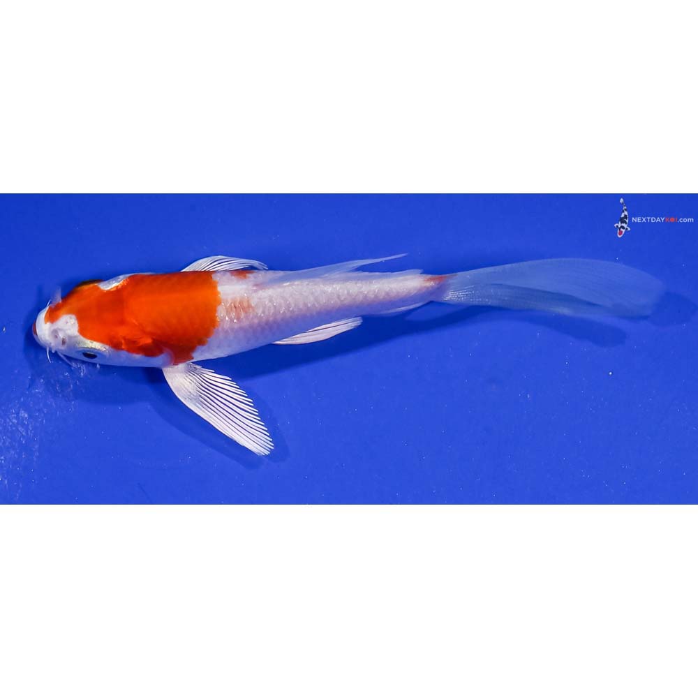 3.5” Imported Hariwake Butterfly Koi