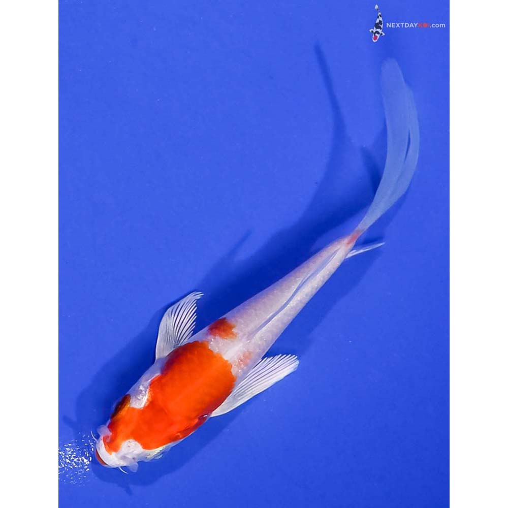 3.5” Imported Hariwake Butterfly Koi