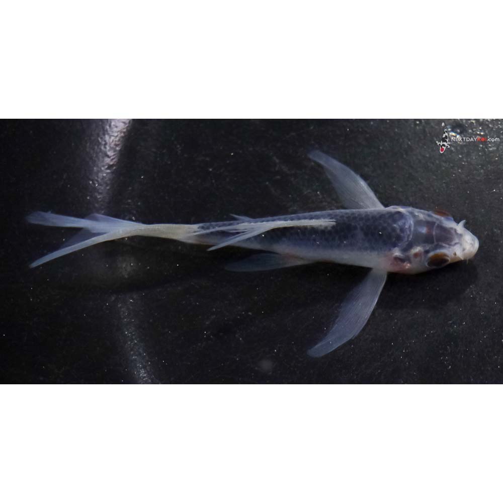 3.5” Imported Asagi Butterfly Koi