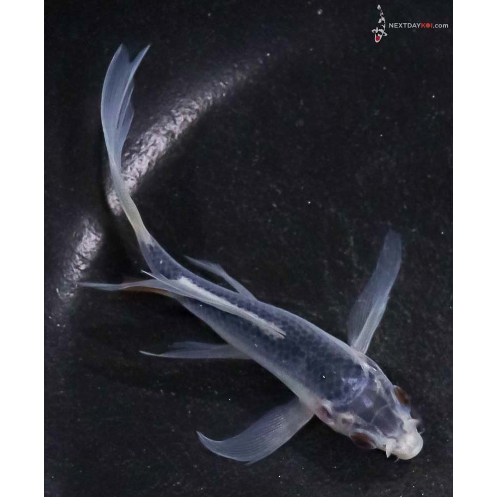 3.5” Imported Asagi Butterfly Koi