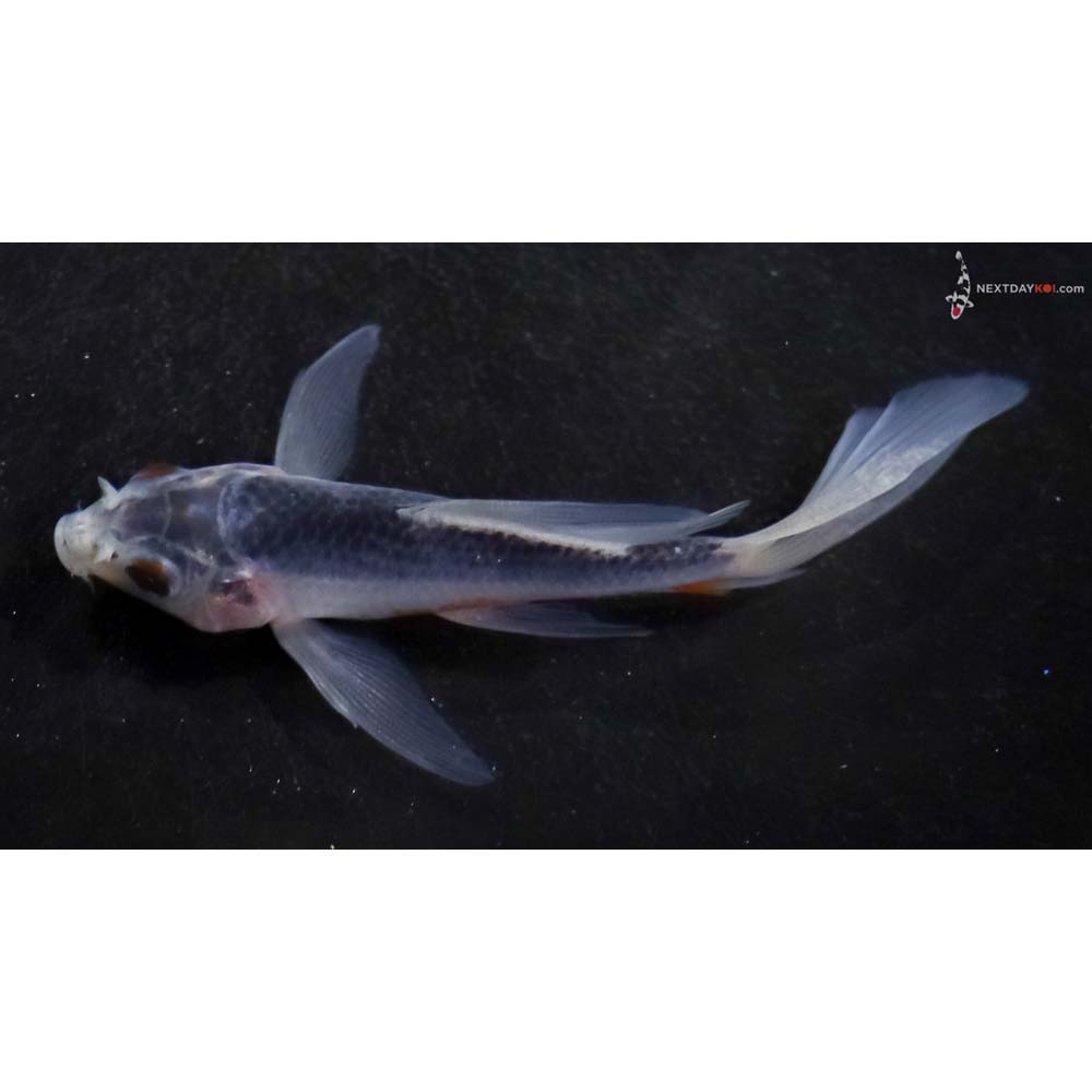 3.5” Imported Asagi Butterfly Koi