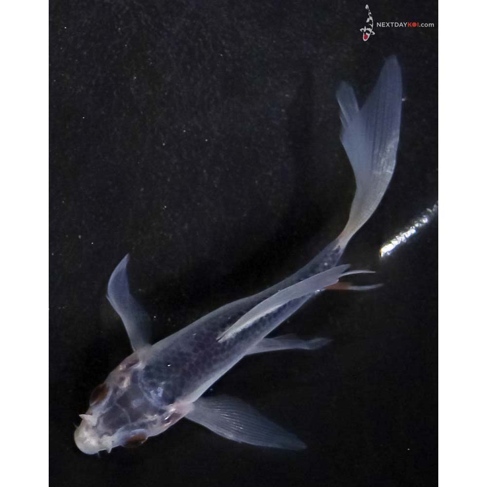 3.5” Imported Asagi Butterfly Koi