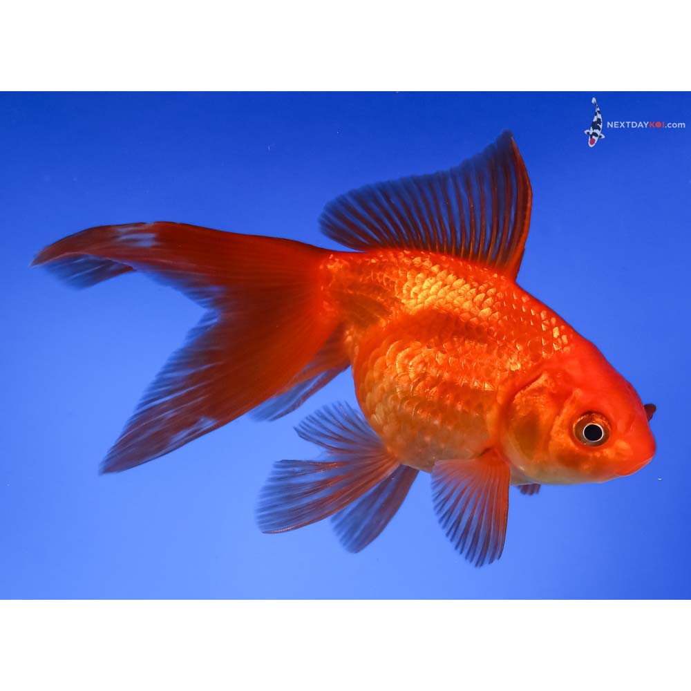 4.5” Imported Red Pearlscale