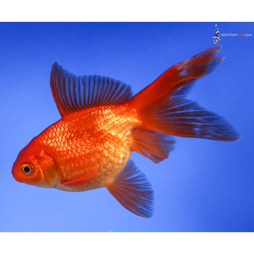 4.5” Imported Red Pearlscale