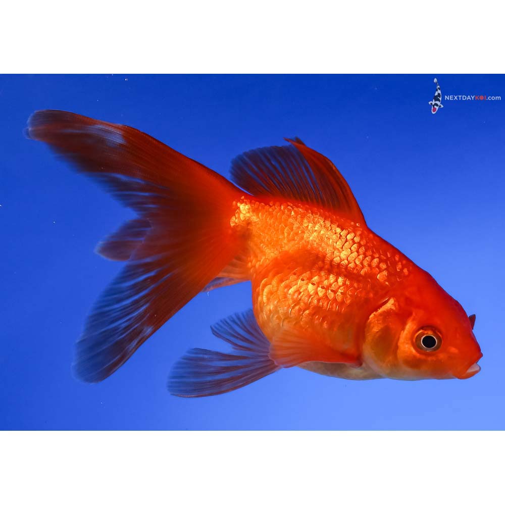 4.5” Imported Red Pearlscale