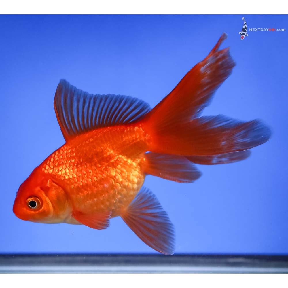 4.5” Imported Red Pearlscale