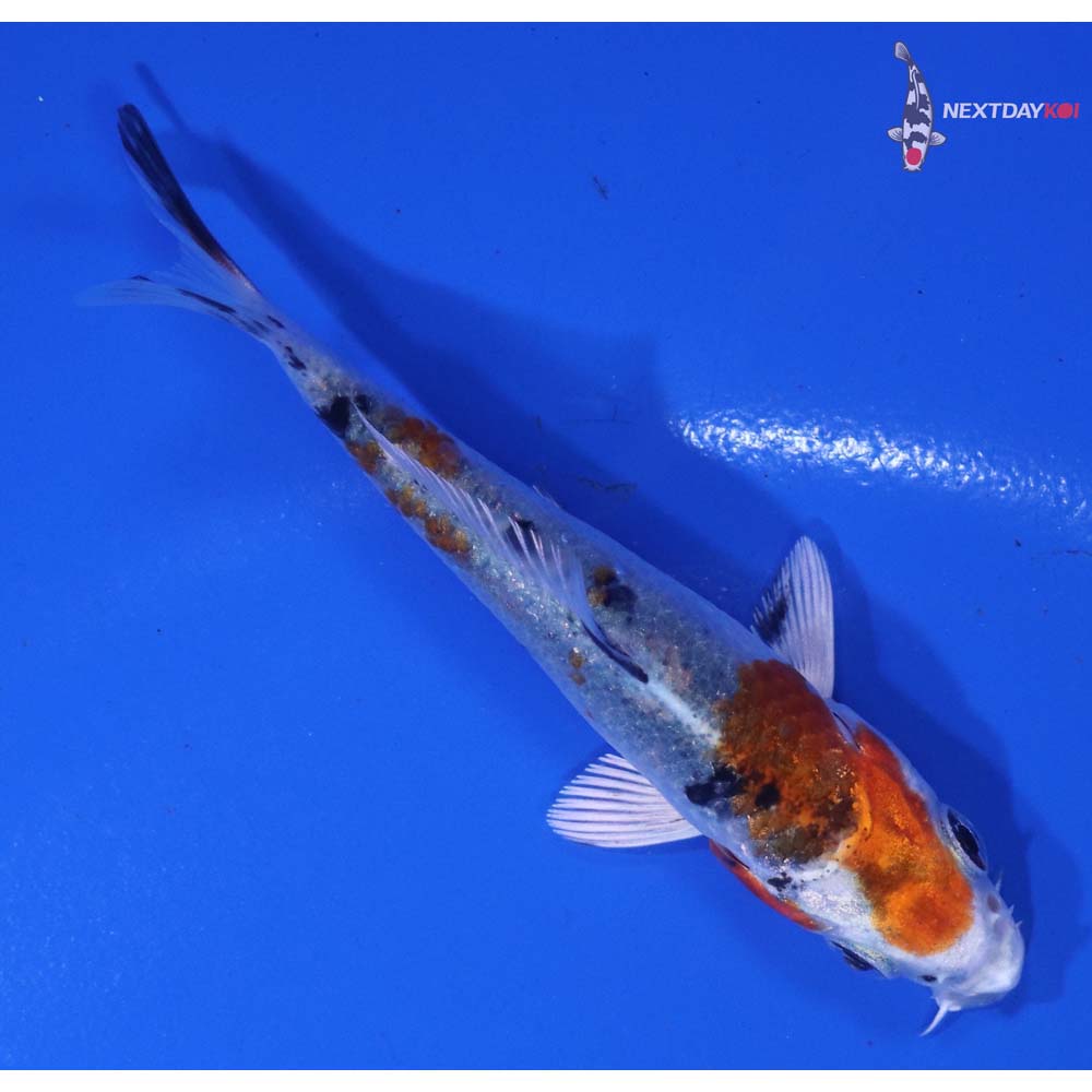 3” Imported Yamato Nishiki