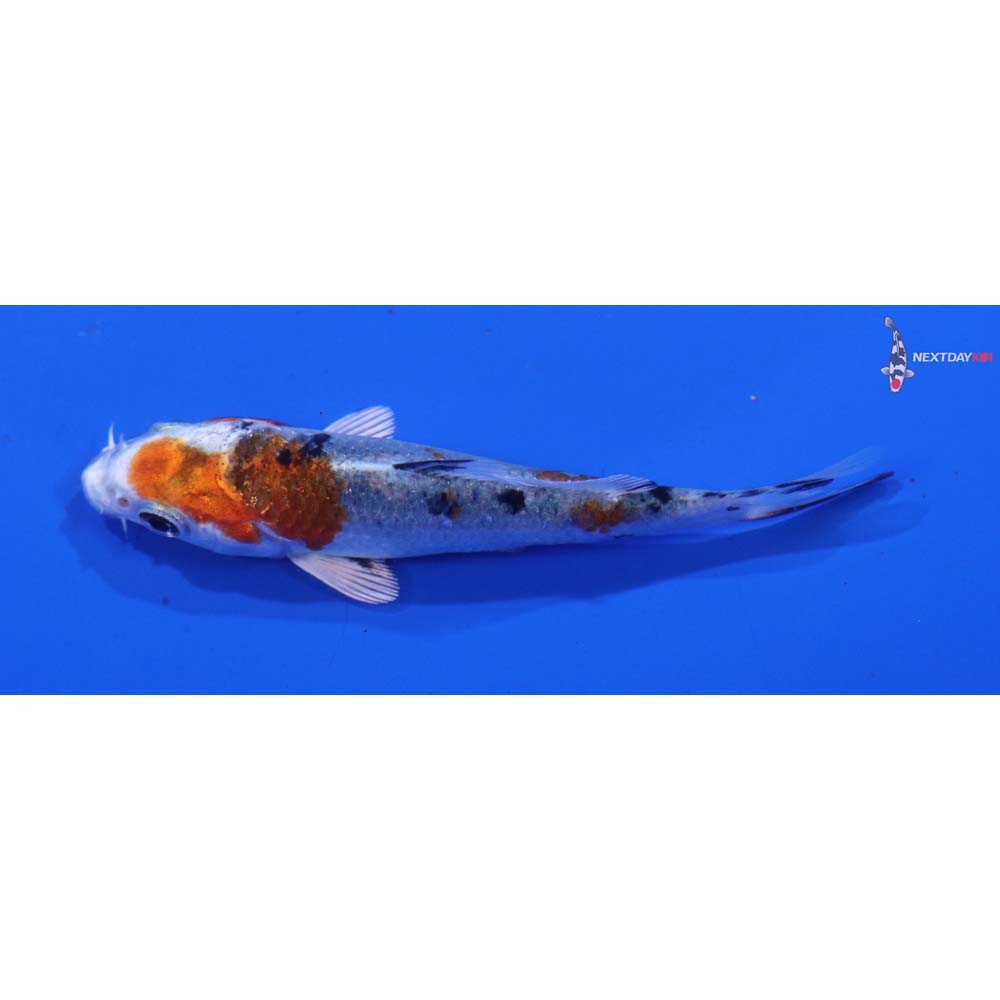 3” Imported Yamato Nishiki