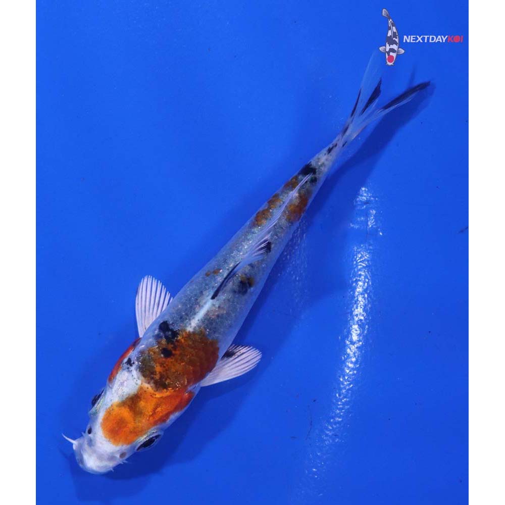 3” Imported Yamato Nishiki
