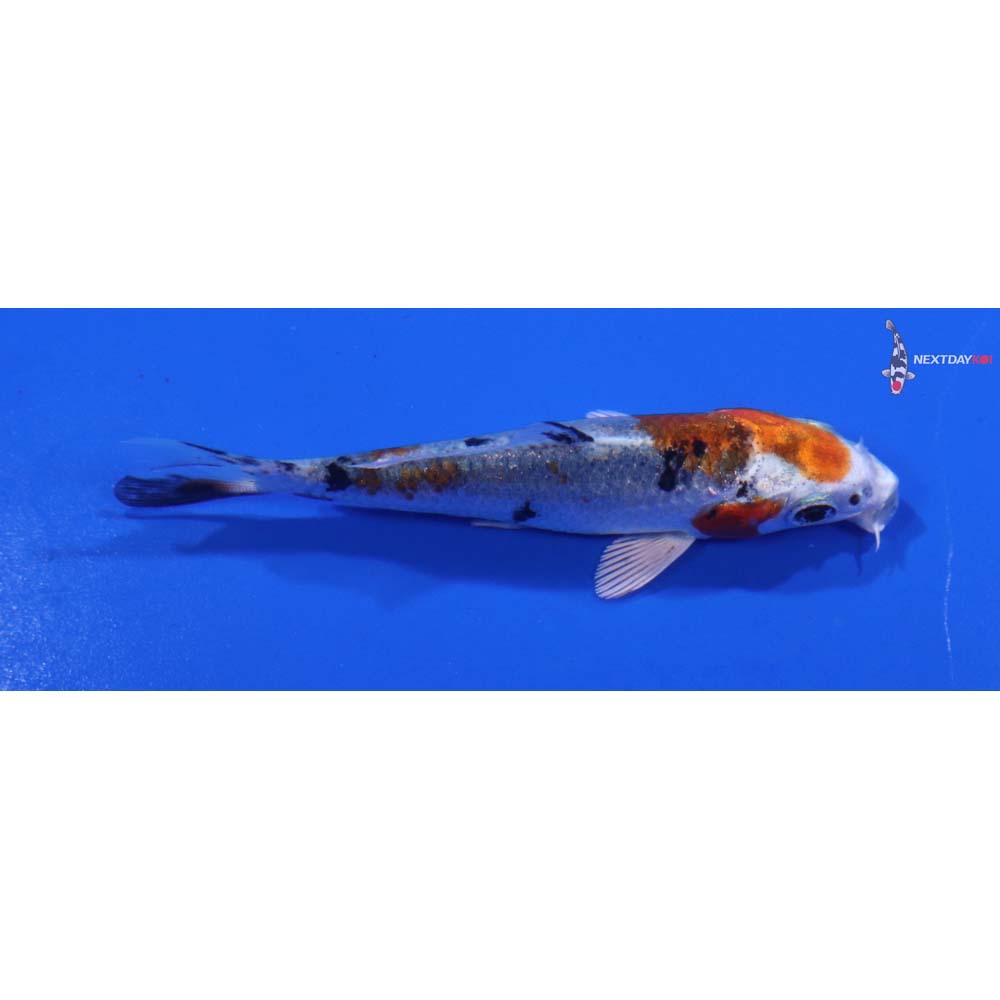 3” Imported Yamato Nishiki