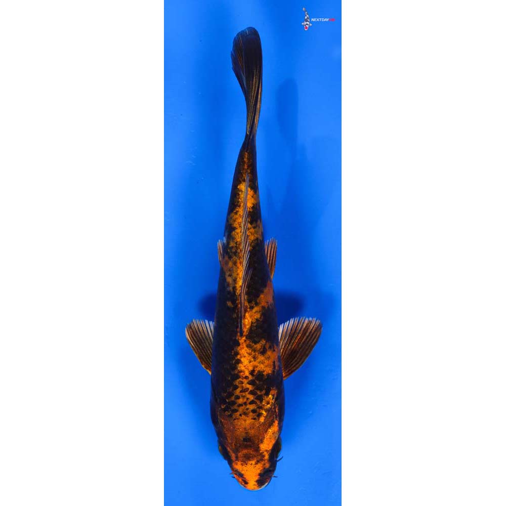 6.5” Imported Kin Hi Utsuri