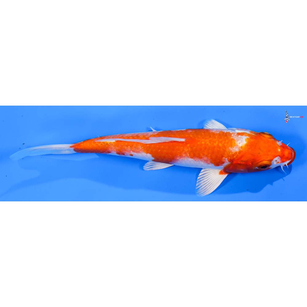 6.5” Imported Hariwake