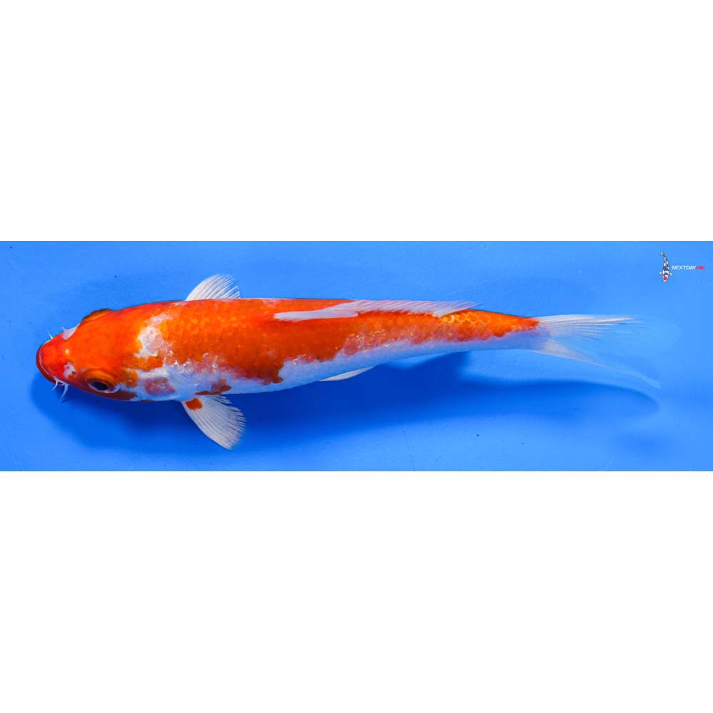 6.5” Imported Hariwake