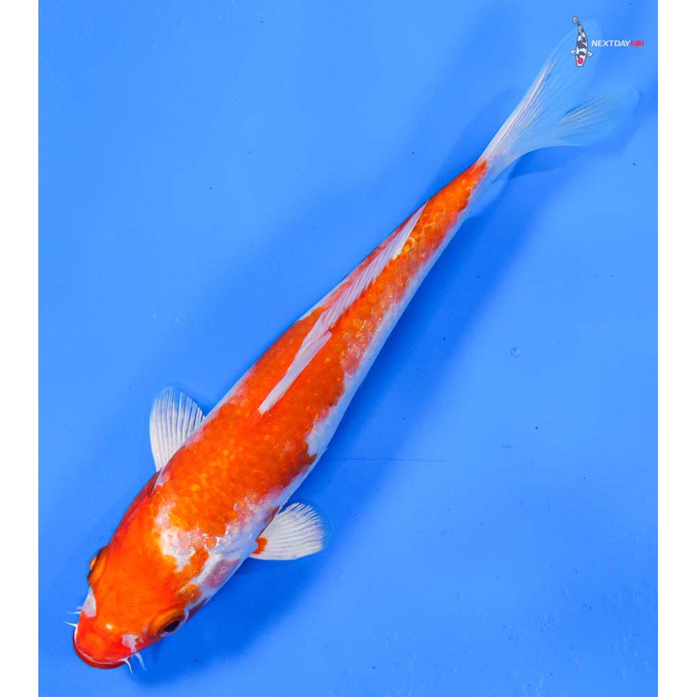 6.5” Imported Hariwake