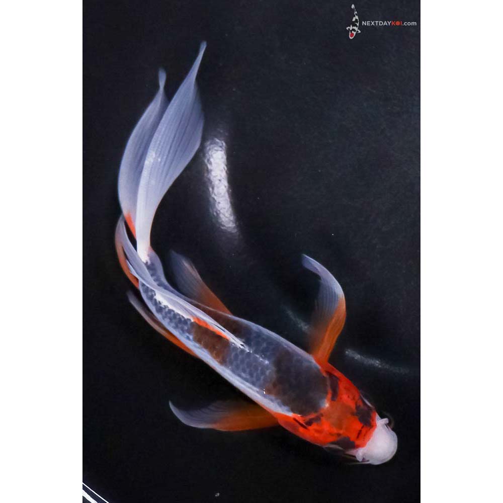 7.5” Imported Asagi Butterfly Koi