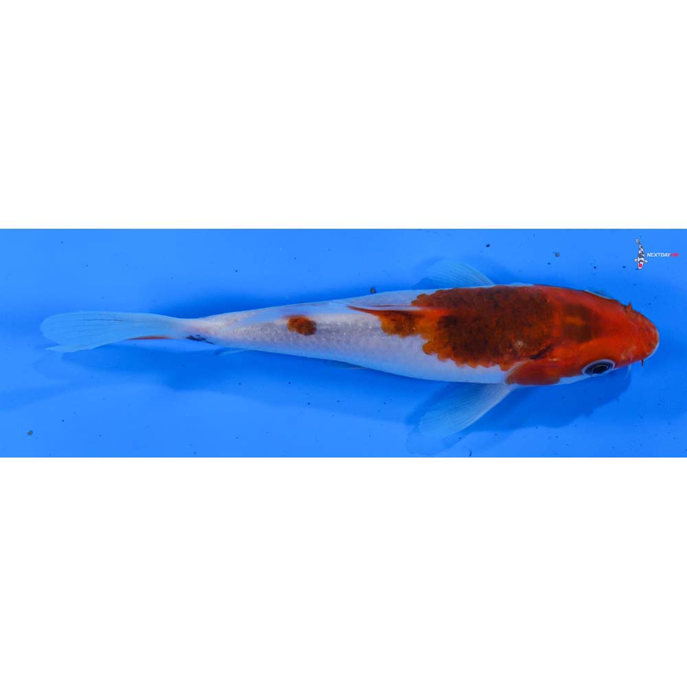 5” Imported Goromo