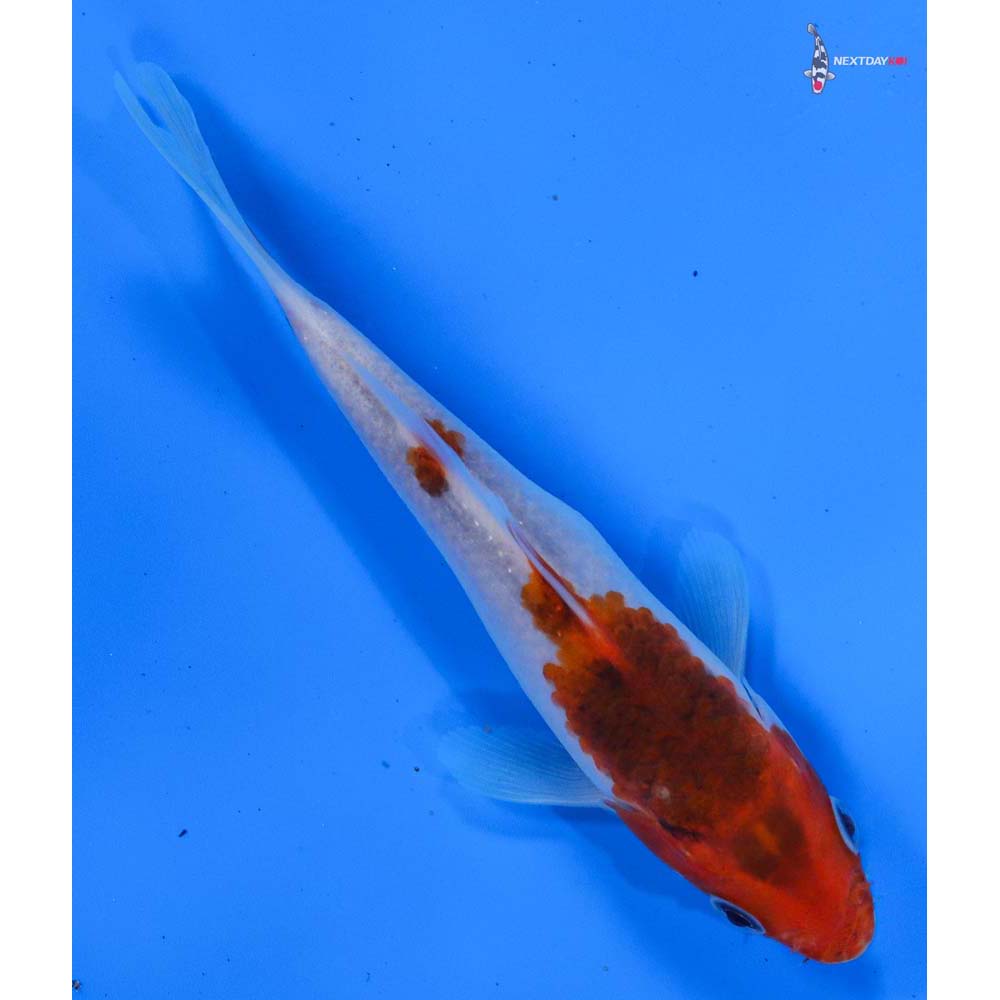 5” Imported Goromo