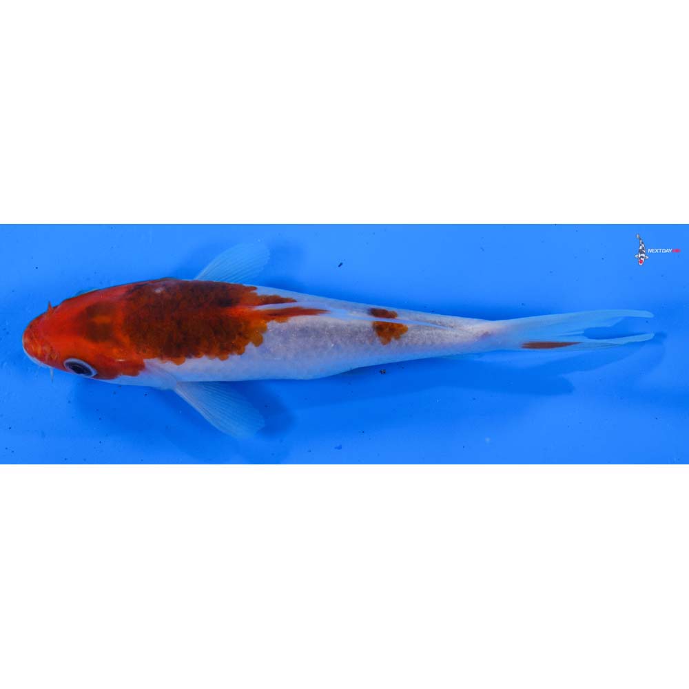 5” Imported Goromo