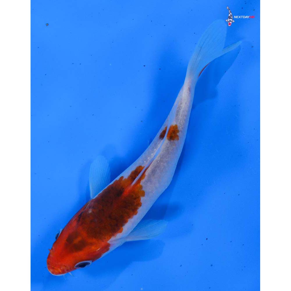 5” Imported Goromo