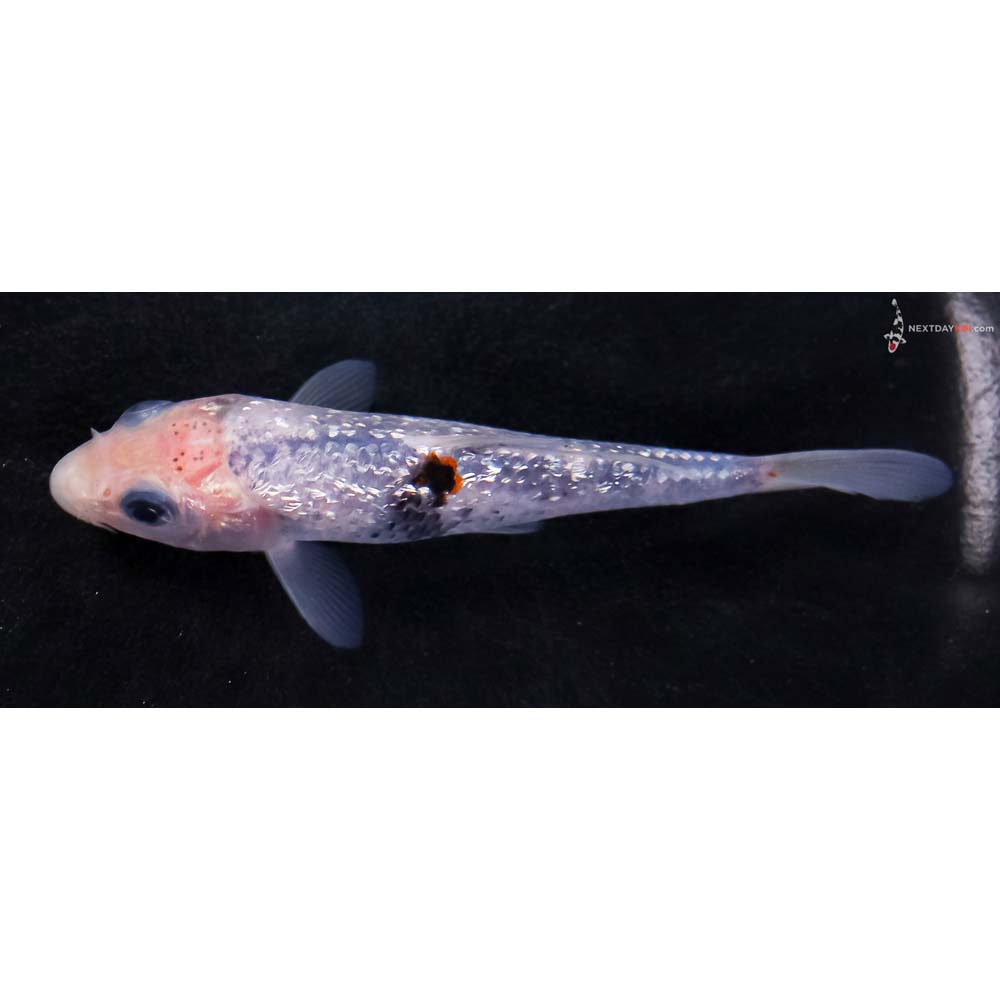 4” Imported Gin Rin Goromo