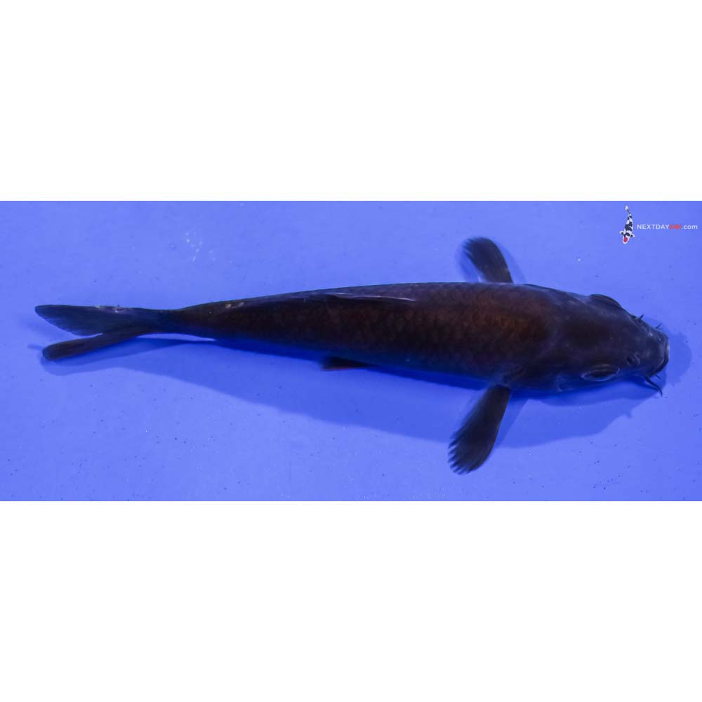 4.5” Imported Chagoi