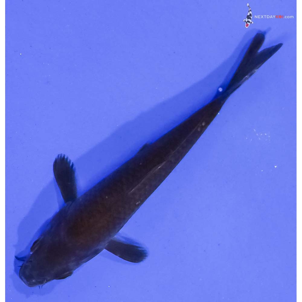 4.5” Imported Chagoi