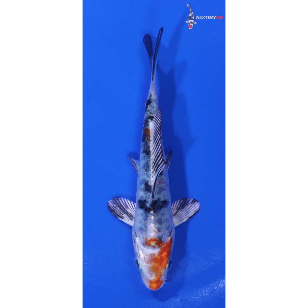 4.5” Imported Armor Scaled Yamato Nishiki